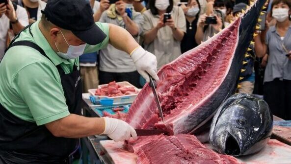 広島で毎月開催！マグロの解体ショー